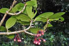 Medinilla malabarica
